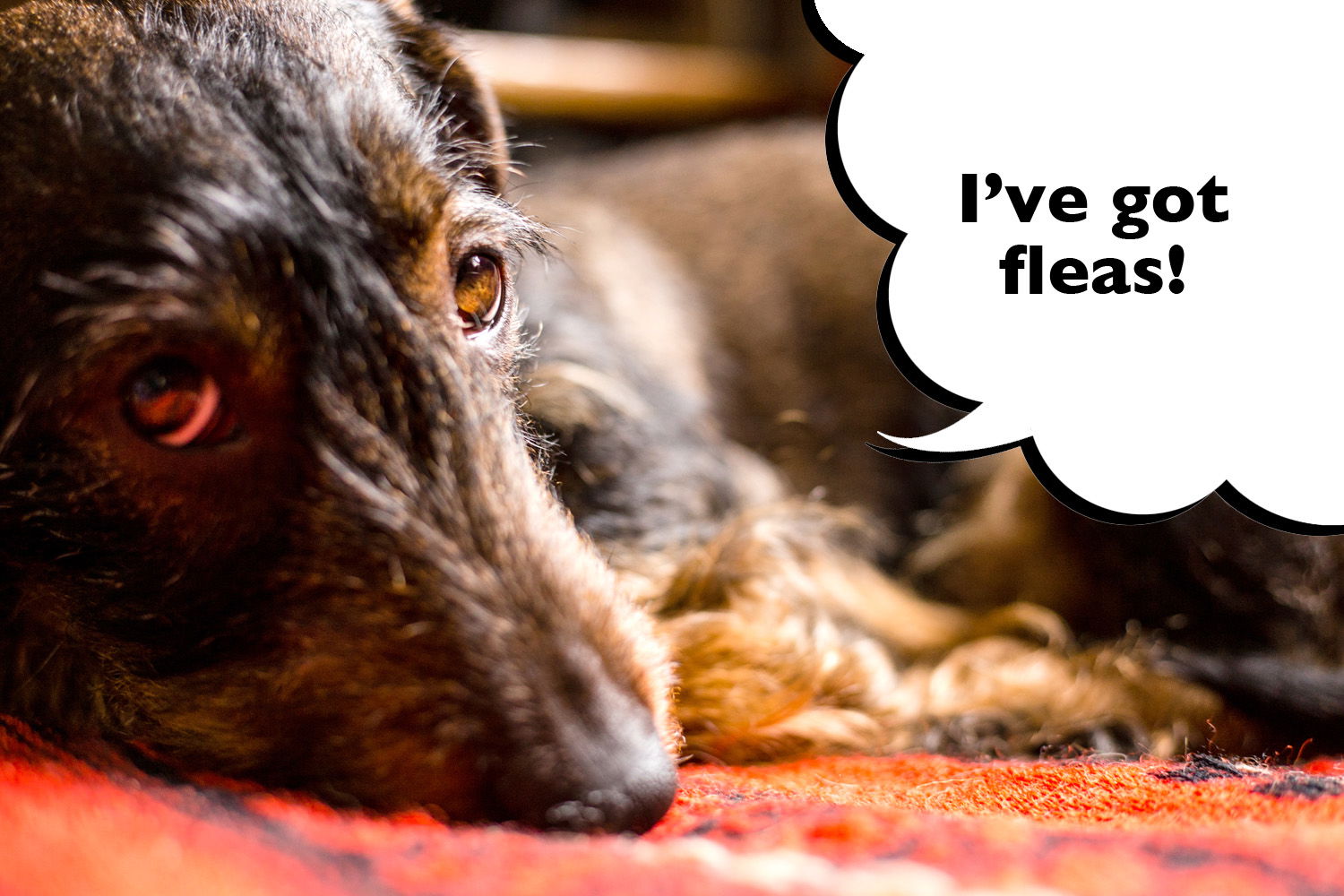 Sad looking Dachshund laying down with speech bubble that says 'I've got fleas'.