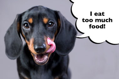 How To Help A Dachshund Lose Weight (Easy Tips!) - I Love Dachshunds