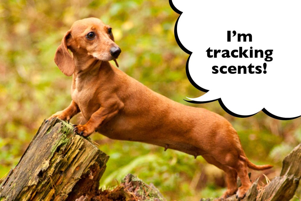 Dachshund with front feet on a log tracking scents on a hunt in the woods