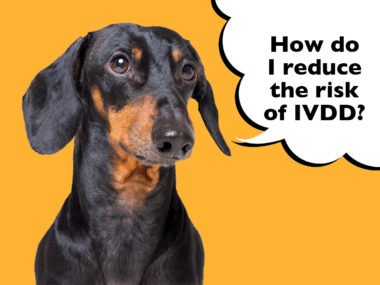 How to reduce the risk of IVDD in Dachshunds