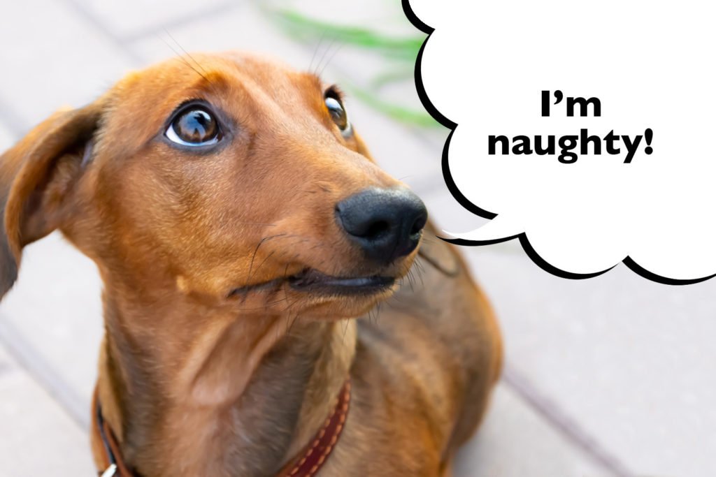 Naughty looking Dachshund with cheeky facial expression
