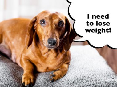 How To Help A Dachshund Lose Weight