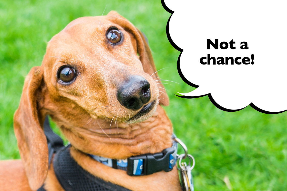 10 Dachshund Faces That Every Owner Will Know - I Love Dachshunds