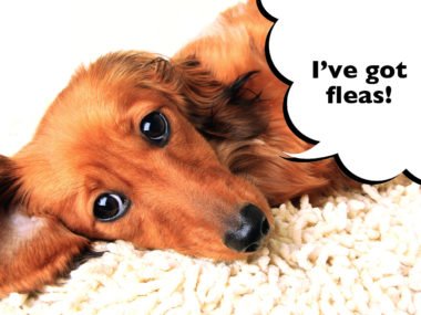 How to tell if a Dachshund has fleas