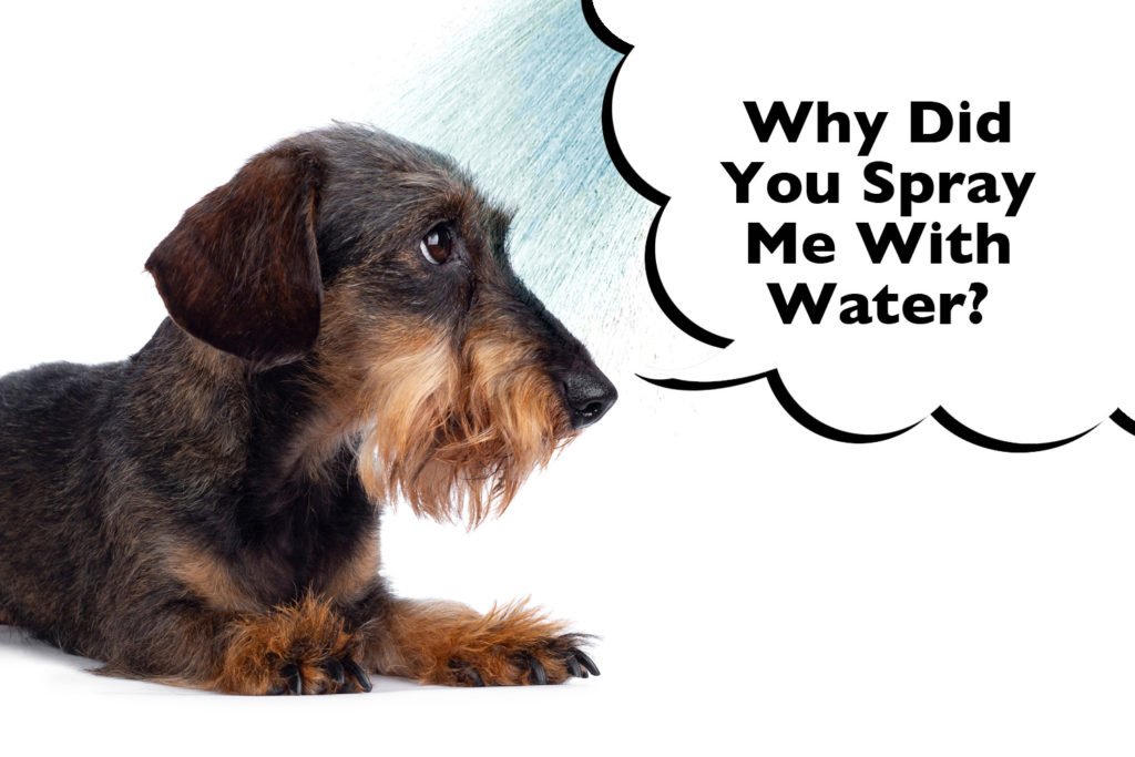 Dachshund laying down with water being sprayed in their face with a speech bubble that says 'why did you spray me with water?'