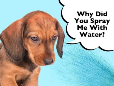 Should I spray my Dachshund with water?