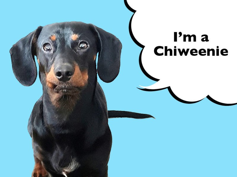 Chiweenie mixed-breed dog