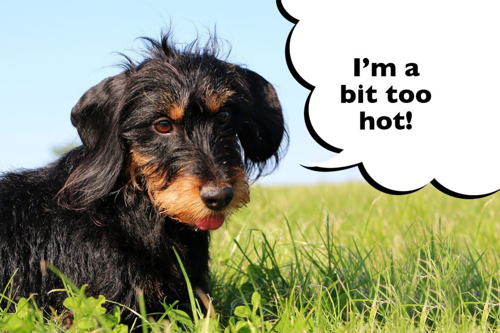 Dachshund outside in the heat of the sun panting and speech bubble that says 'I'm a bit too hot'. 