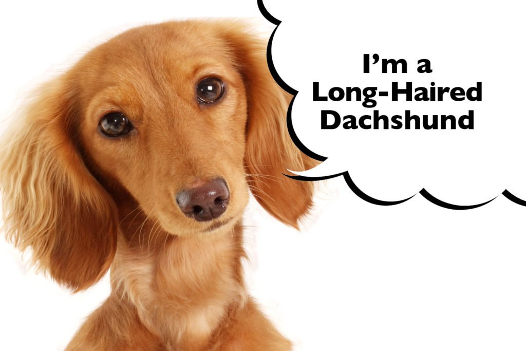 Long-Haired Dachshund with a speech bubble that says 'I'm a Long-Haired Dachshund'.