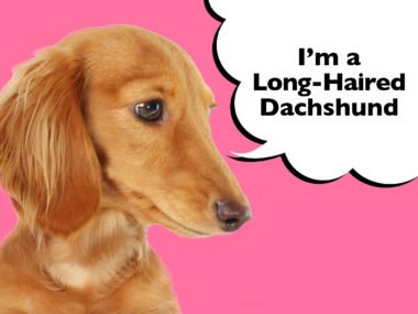 Long Haired Dachshund Complete Guide To The Breed