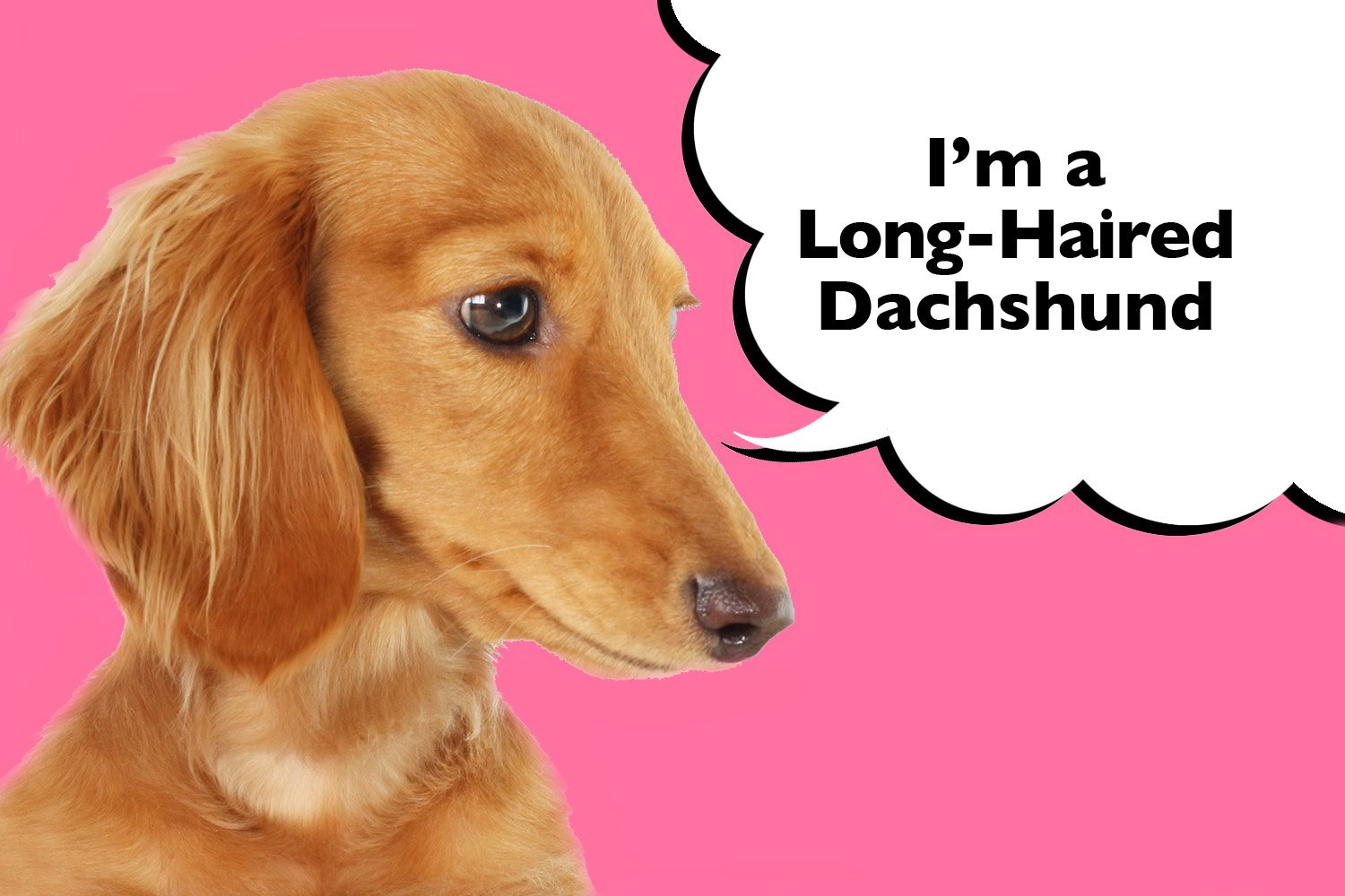 Long Haired Dachshund - Complete Guide To The Breed - I Love Dachshunds