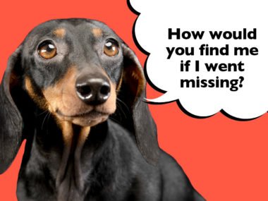 What to do if your Dachshund goes missing
