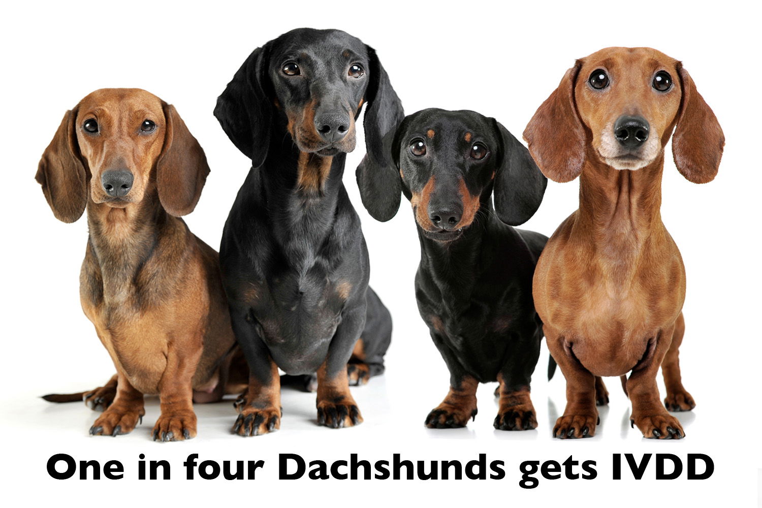 How To Reduce The Risk Of IVDD In Dachshunds - I Love Dachshunds