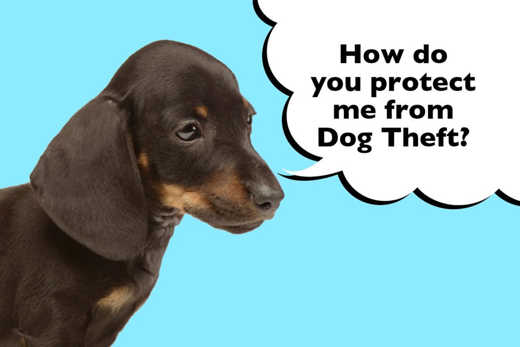 Dachshund puppy on blue background with speech bubble that says 'how do you protect me from dog theft?'