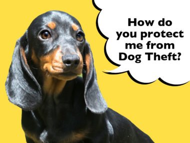 How to protect a Dachshund from dog theft