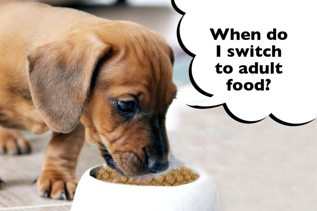 Dachshund puppy eating food with a speech bubble that says 'when do i switch to adult dog food?'