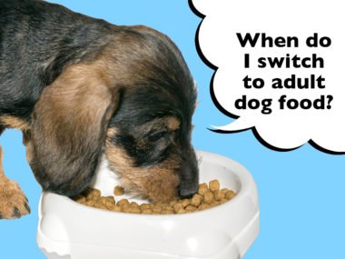 When do you switch a dachshund puppy to adult dog food