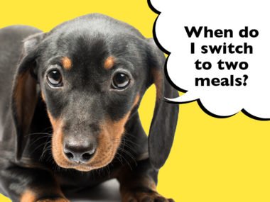 When do you switch a Dachshund puppy to two meals a day