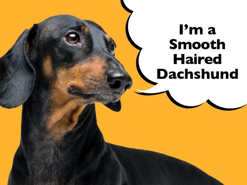 Smooth-Haired Dachshund – Complete Guide To The Breed