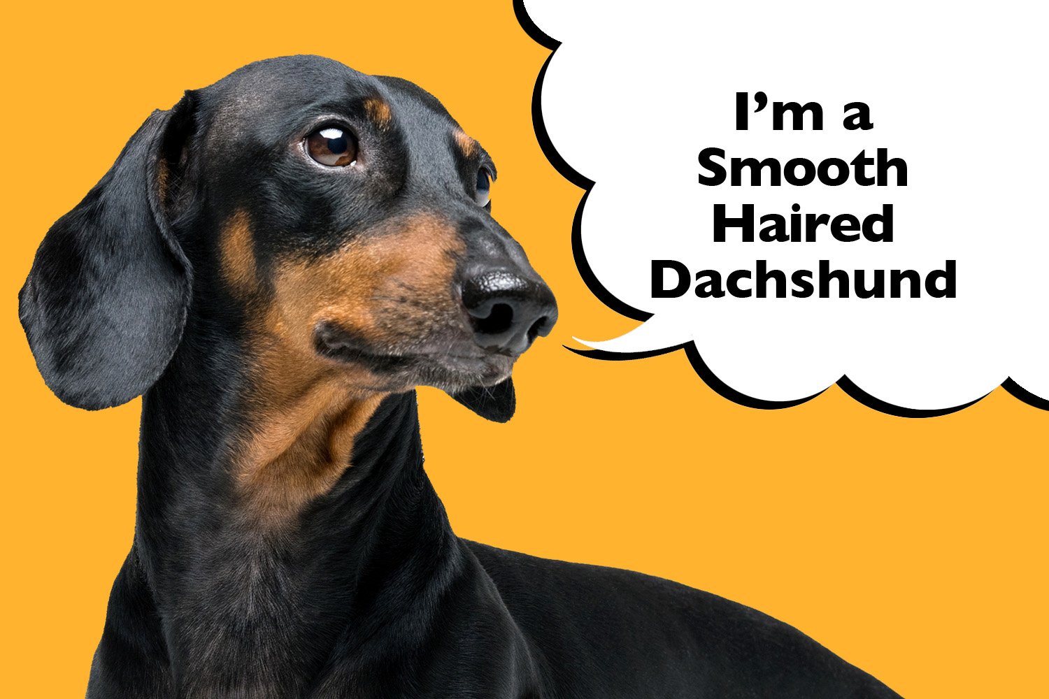 Smooth Haired Dachshund - Complete Guide To The Breed - I Love Dachshunds