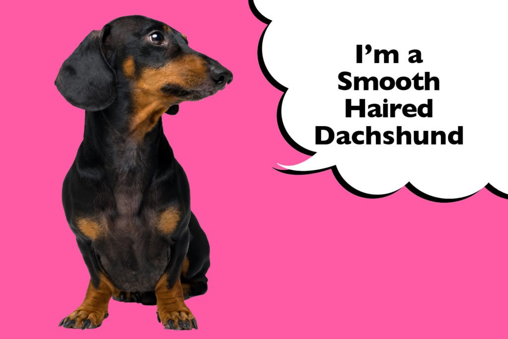 Smooth-Haired Dachshund sat on a bright pink background