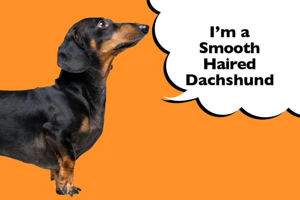 Smooth-Haired Dachshund standing to the side on a bright orange background