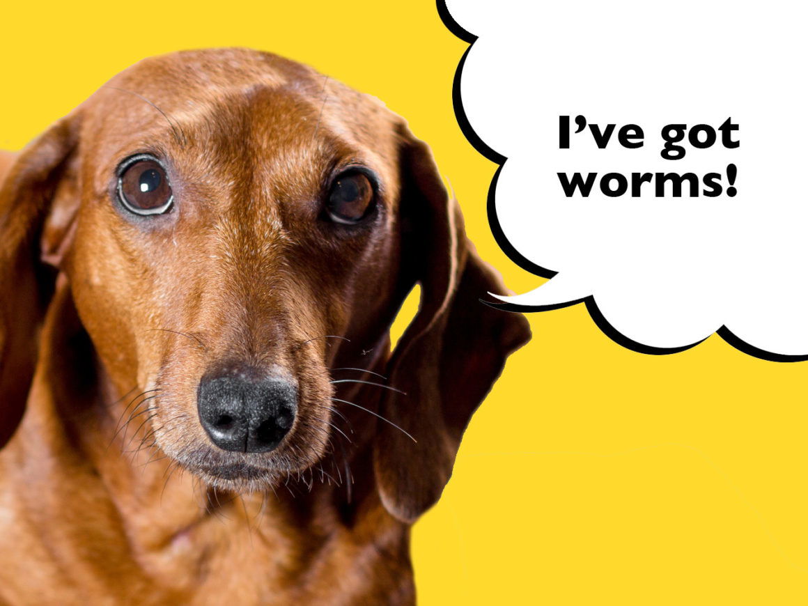 how-do-i-know-if-my-dachshund-has-worms-i-love-dachshunds