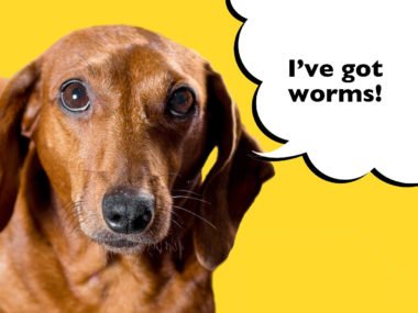 How do I know if my Dachshund has worms?