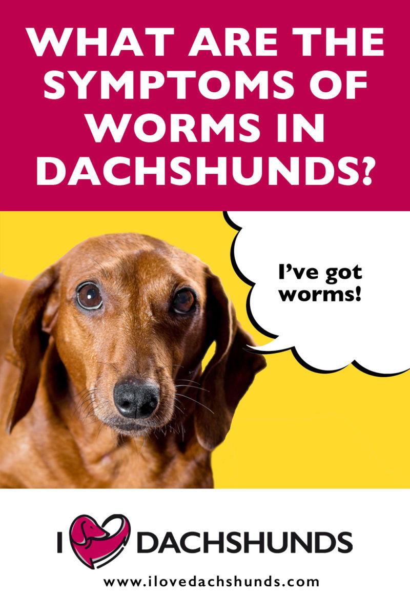 How Do I Know If My Dachshund Has Worms? - I Love Dachshunds