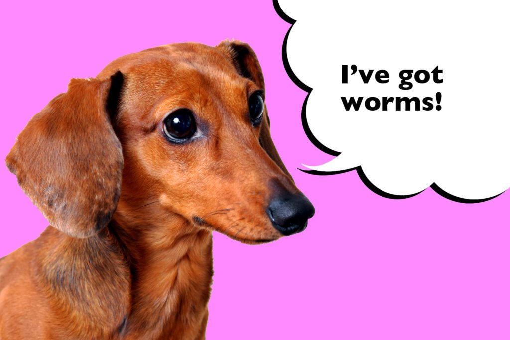 Dachshund on a pink background with speech bubble that says 'I've got worms'