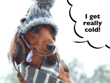 Do Dachshunds Get Cold Easily?