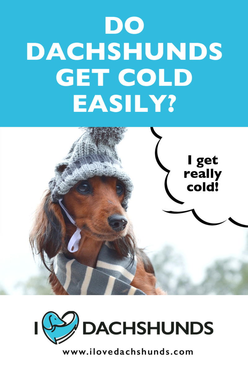 Do Dachshunds Get Cold Easily? - I Love Dachshunds