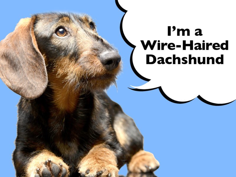 Wire-Haired Dachshund Complete Guide To The Breed