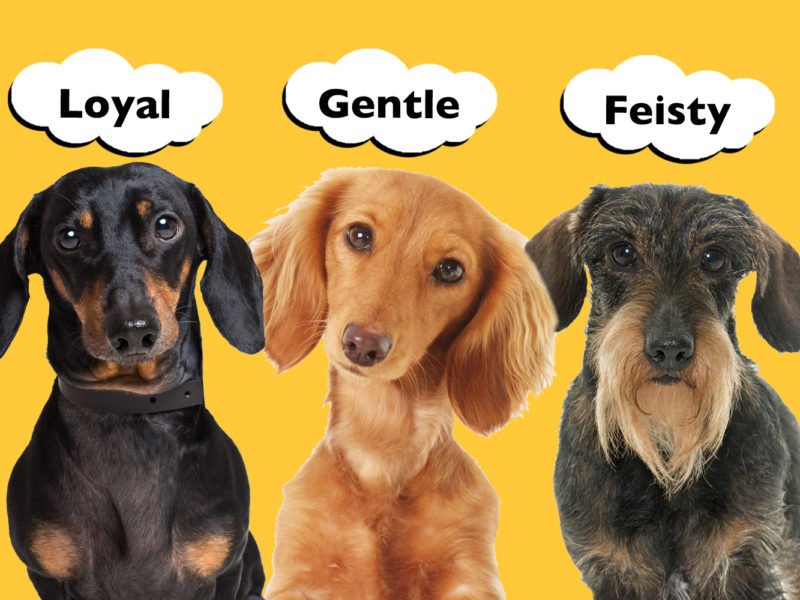 Do Smooth, Long and Wire Haired Dachshunds Have Different Personalities?