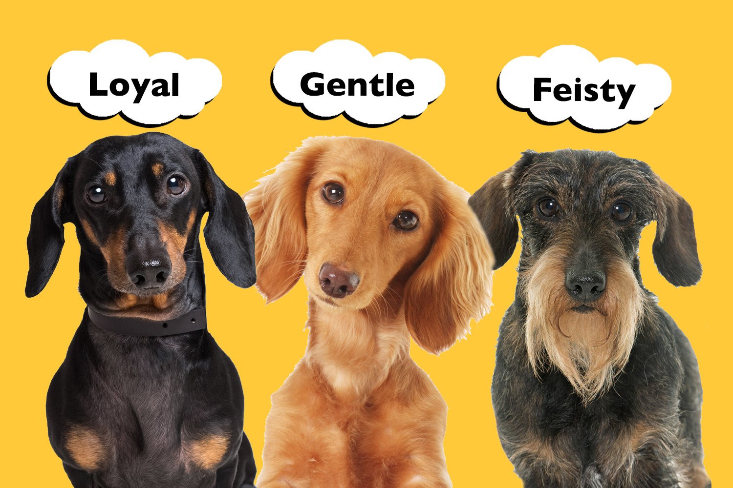 Do Smooth, Long and Wire Haired Dachshunds Have Different Personalities? -  I Love Dachshunds