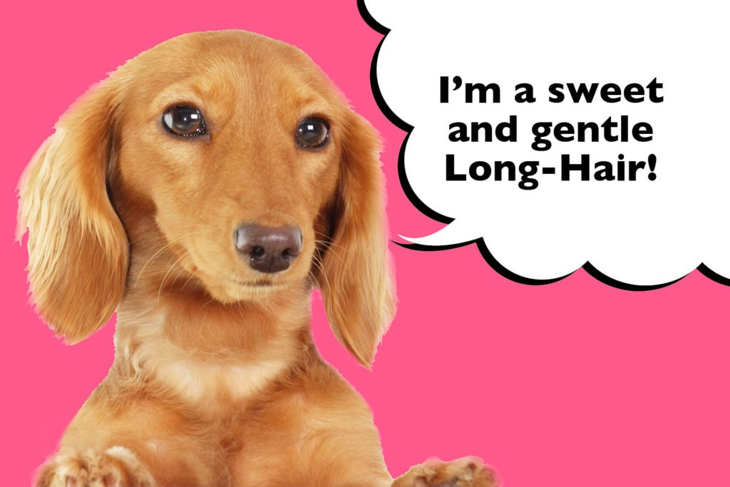 Long Haired Dachshund on a pink background with speech bubble that says 'I'm a sweet and gentle Long Hair'