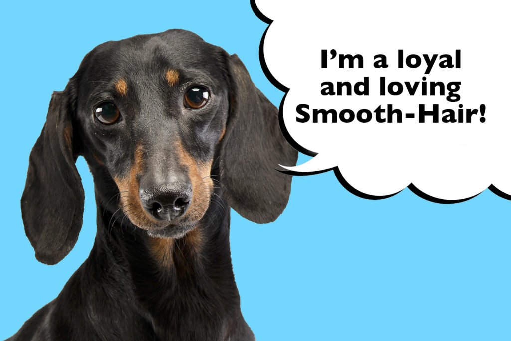 Do Smooth, Long and Wire Haired Dachshunds Have Different Personalities. Smooth Haired Dachshund on a blue background with speech bubble that says 'I'm a loving and loyal Smooth Hair'