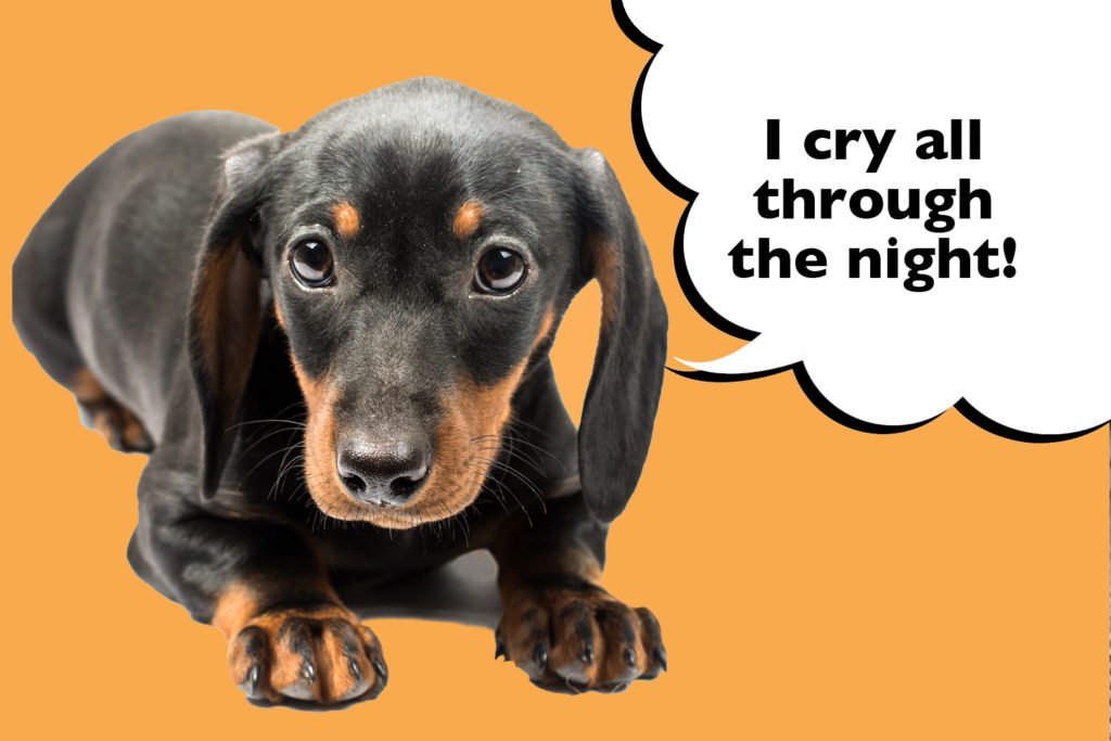 Dachshund puppy laying down with a speech bubble that says 'I cry all through the night'.