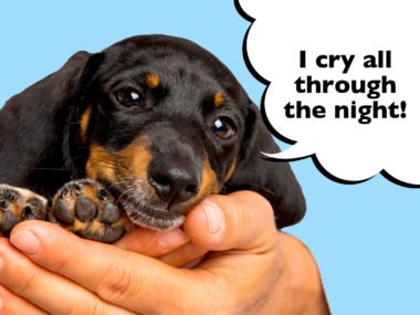 How long does it take for a new Dachshund puppy to settle in?