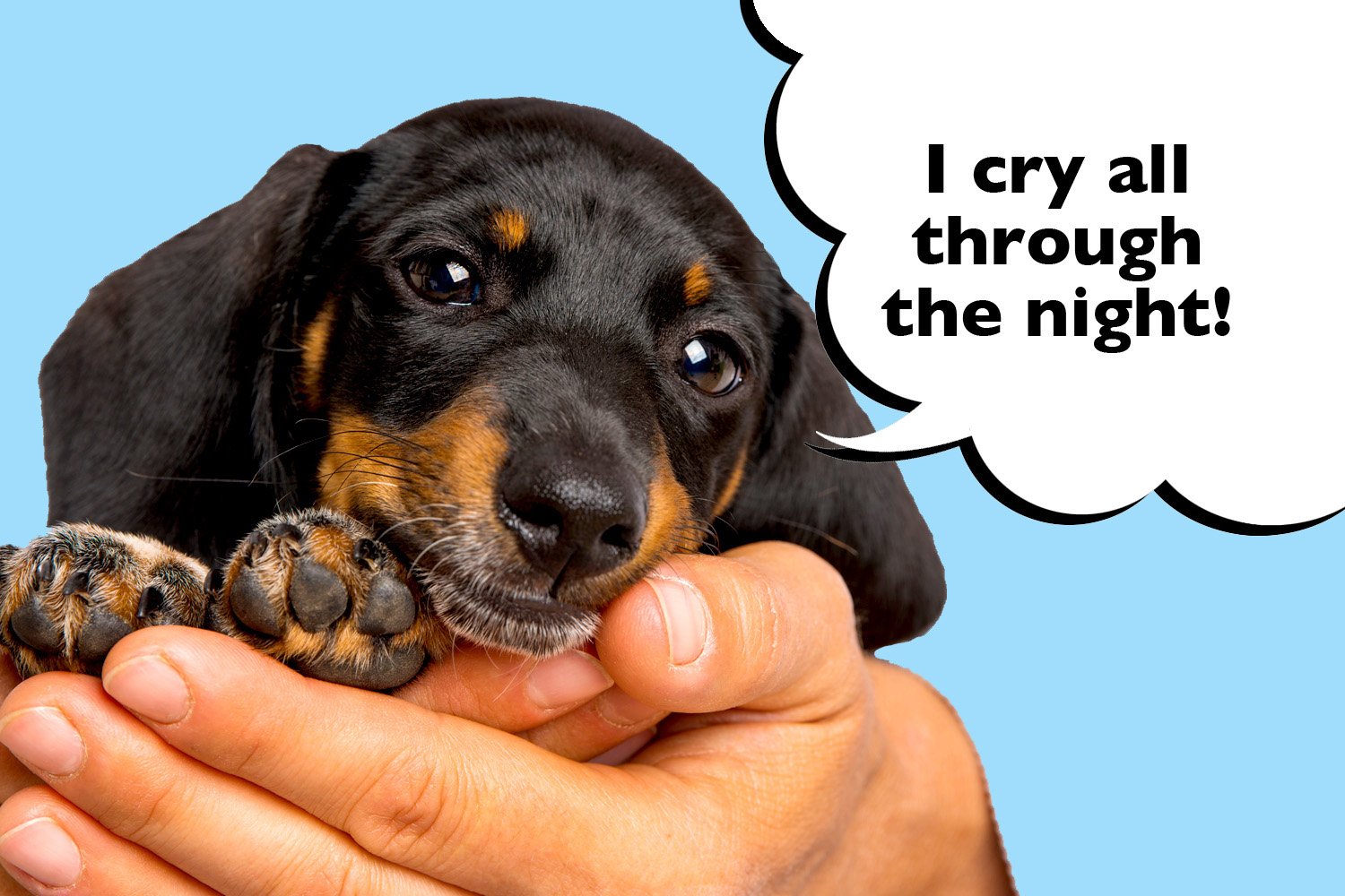 how-long-does-it-take-for-a-new-dachshund-puppy-to-settle-in-to-their