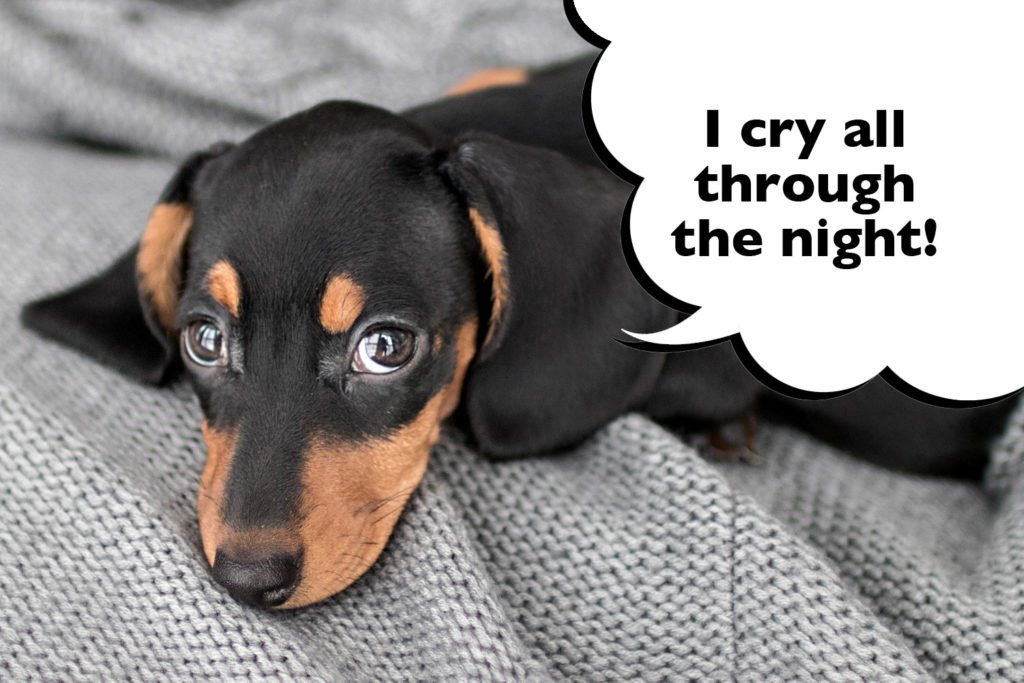 Sad looking Dachshund laying on a grey blanket with a speech bubble that says 'I cry all through the night'.