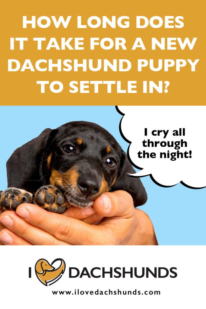 'How long does it take for a new Dachshund puppy to settle in?' heading with a Dachshund puppy being held and a speech bubble that says 'I cry all through the night'.