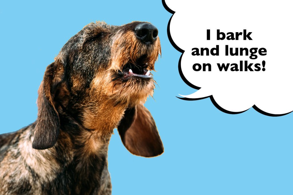 Barking Dachshund on a blue background with a speech bubble that says 'I bark and lunge on walks' 
