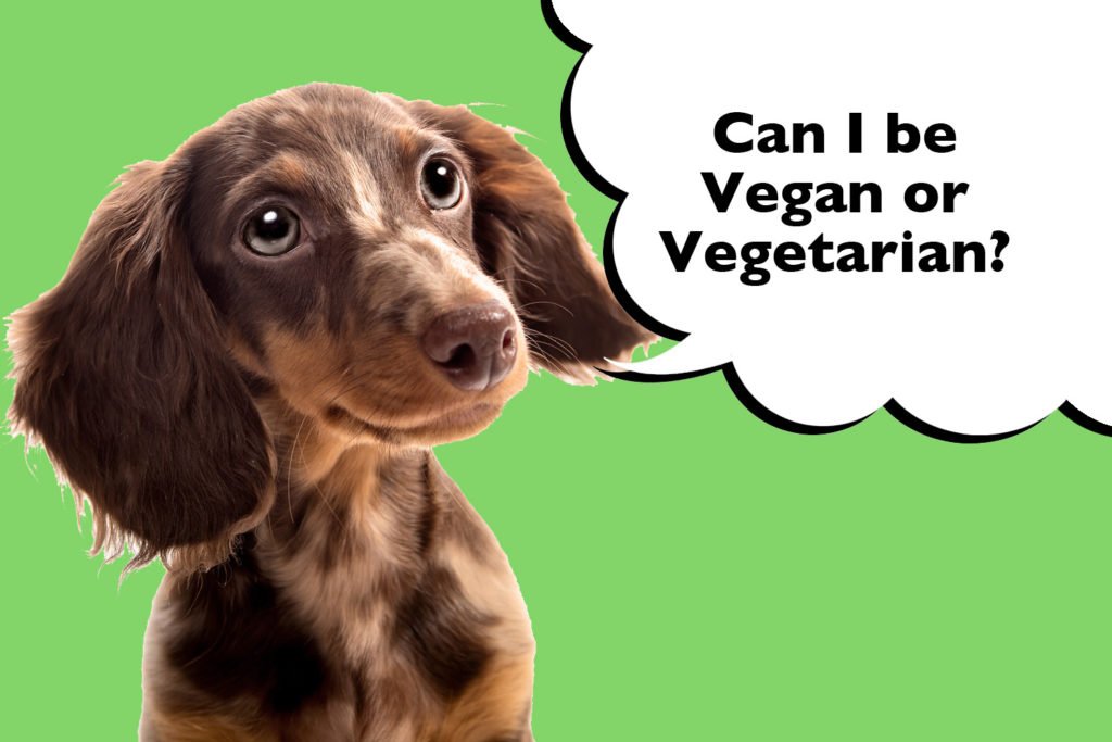 Dachshund on bright green background with a speech bubble that says 'Can I be vegan or vegetarian?'