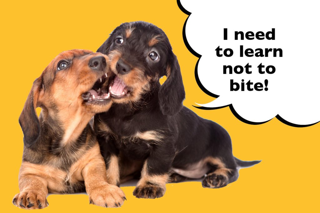 Two Dachshund puppies on a yellow background with a speech bubble that says 'I need to learn not to bite'.