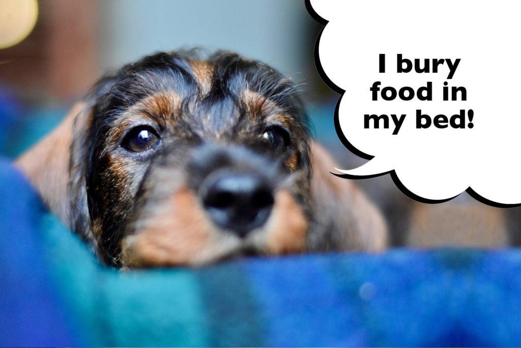 Photo of a Dachshund laying in a dog bed with a speech bubble that says 'I bury treats in my bed'