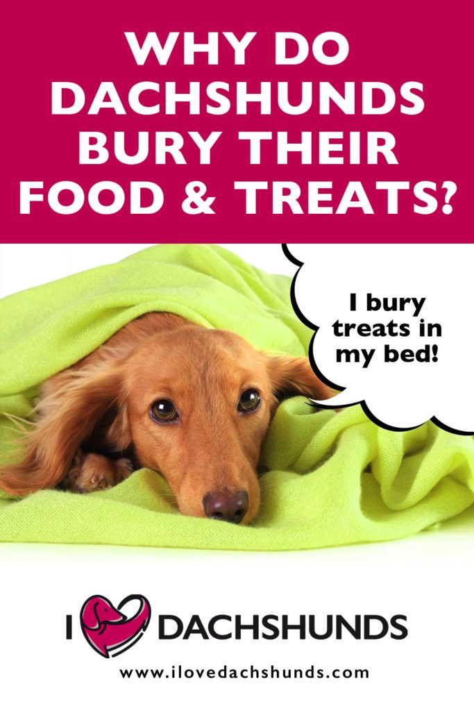 'Why do Dachshunds bury their food and treats' heading with a photo of a Dachshund under a green blanket with a speech bubble that says 'I bury treats in my bed'