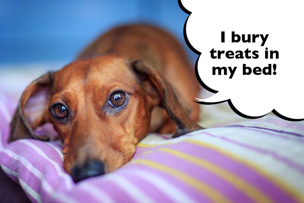 Photo of a Dachshund laying on a bed with a speech bubble that says 'I bury treats in my bed'