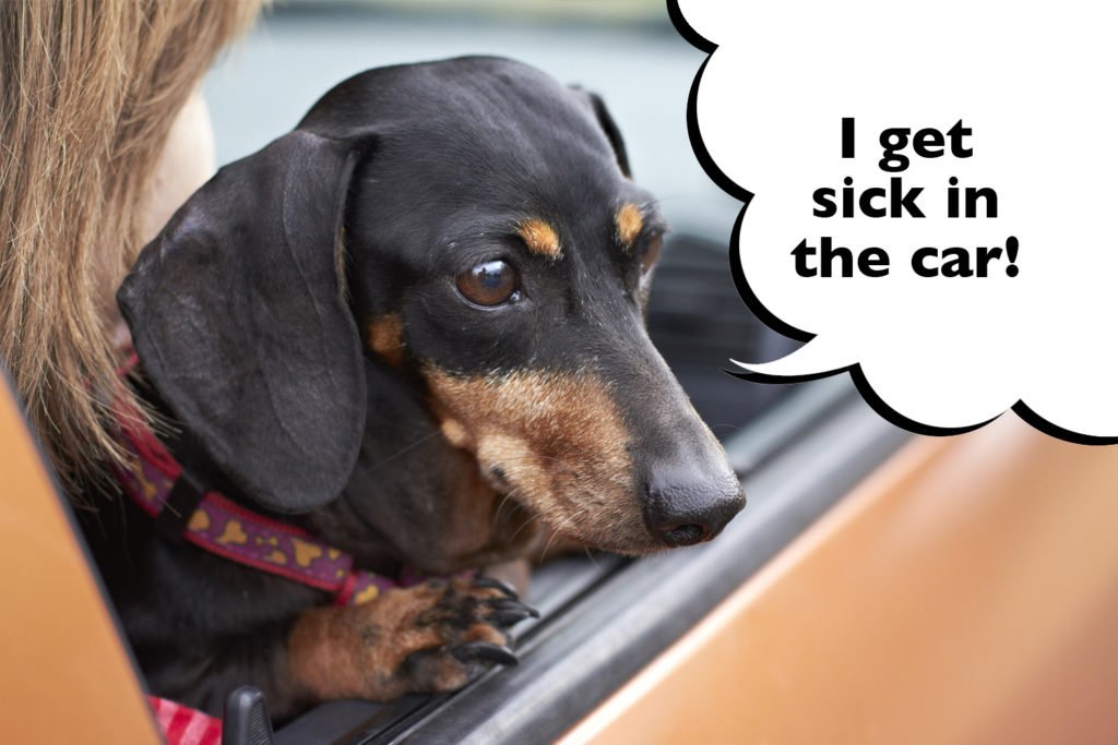 Dachshund in a car with head poking out of the window and a speech bubble that says 'I get sick in the car'