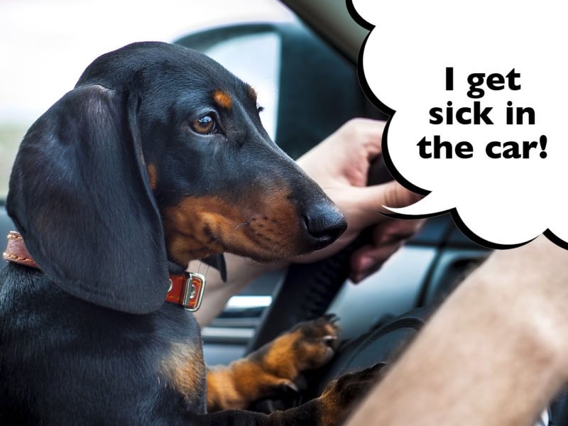 How to stop car sickness in Dachshunds
